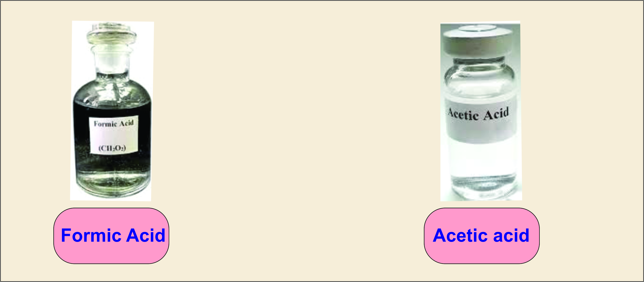 Organic Acid: Explained Completely 